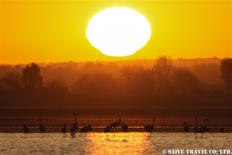 夕日のオオフラミンゴ Greater Flamingo in Sunset （ソーン渓谷）